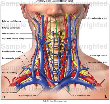 [Image: anatomy-of-the-neck.jpg?w=474]